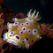 Nudibranch